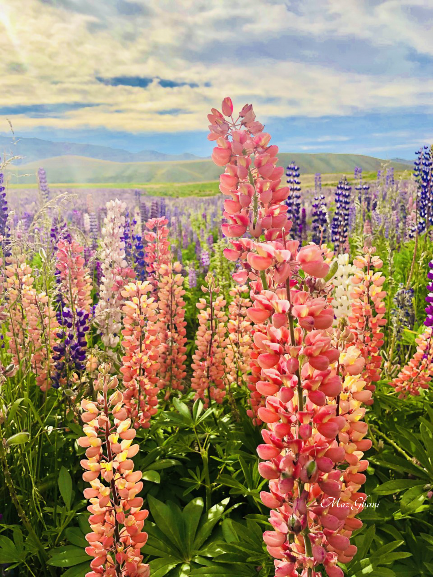 Colorful lupine field of flowers in New Zealand