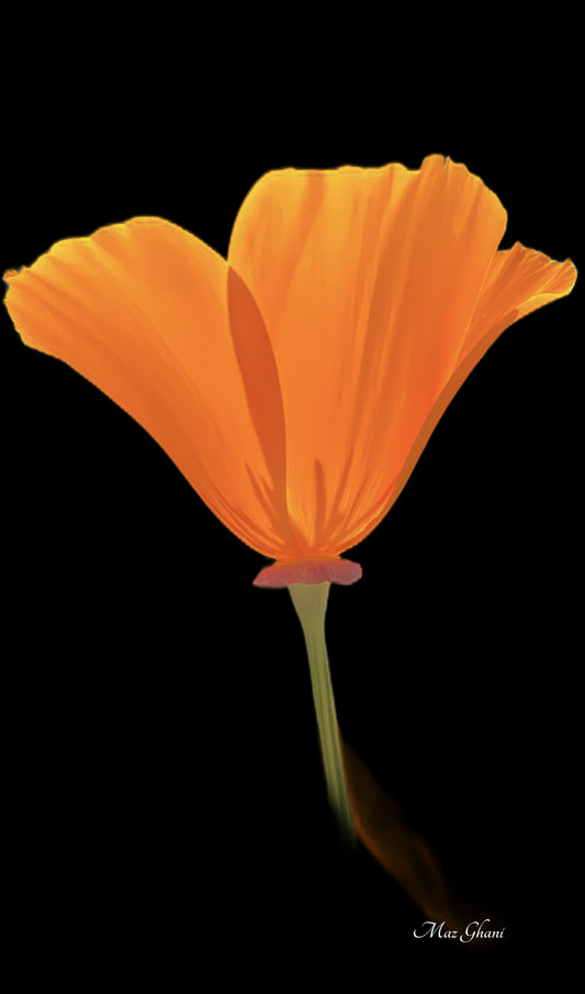 poppy, orange, poppy, california poppy, art print, colorful art, flower photo, floral art, botanical art, maz ghani, framed print