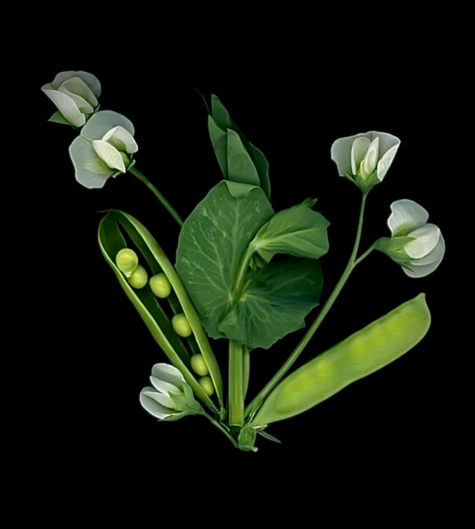 peas, sweet peas, green, white, black, flower photo, art, cork coasters, coasters