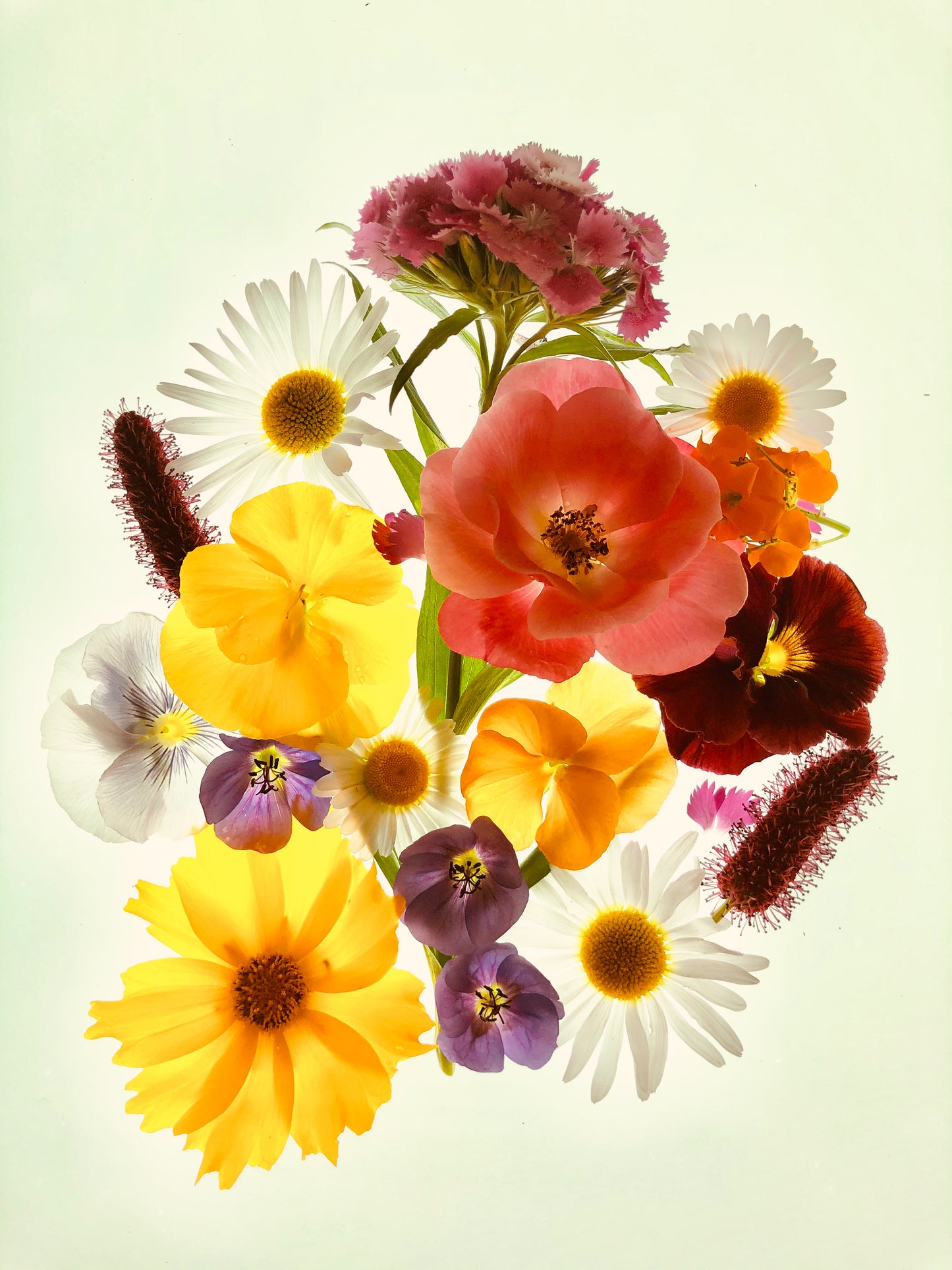 Khloris Botanical Photo Art Print
