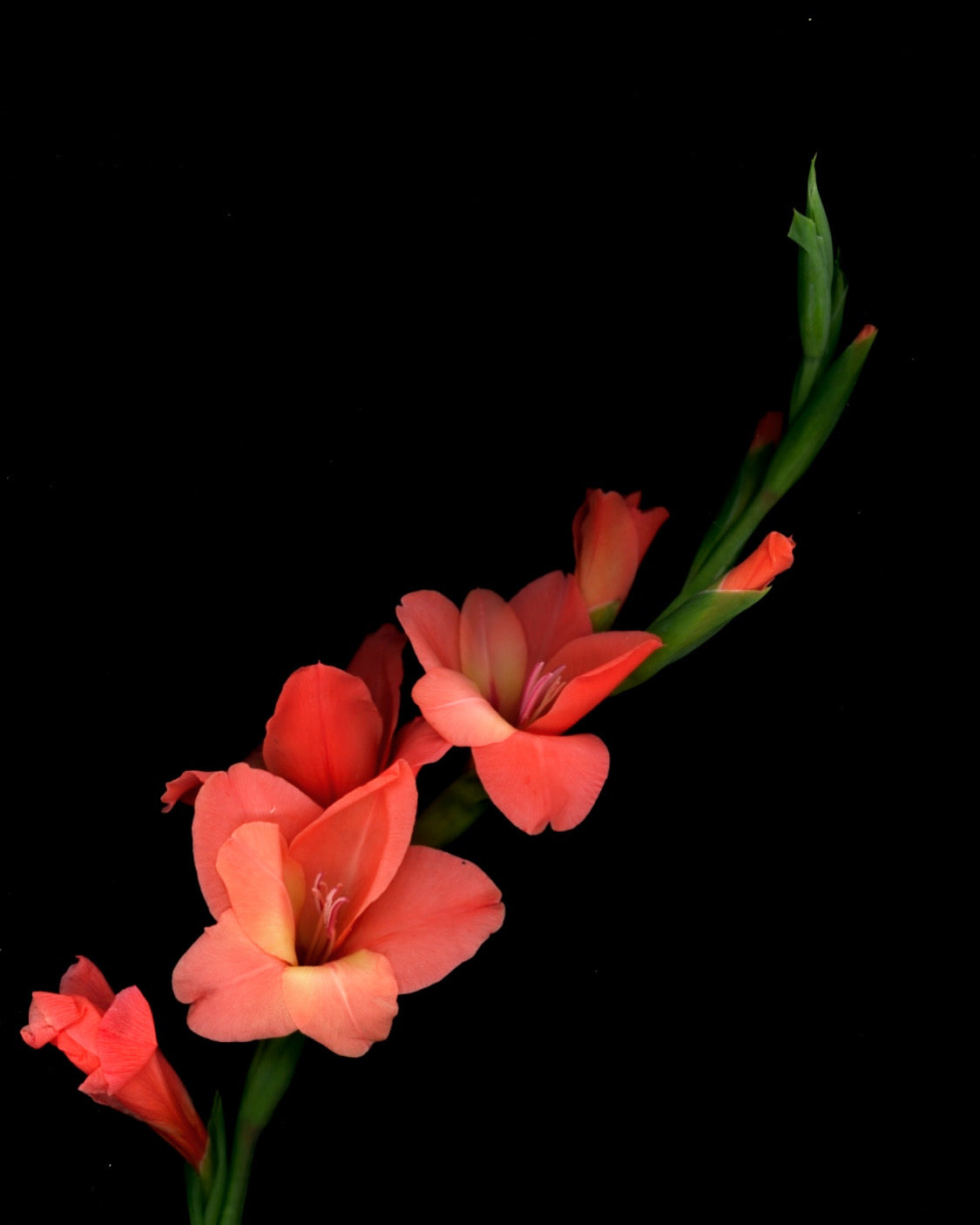 Scarlet Framed Botanical Photo Art Print