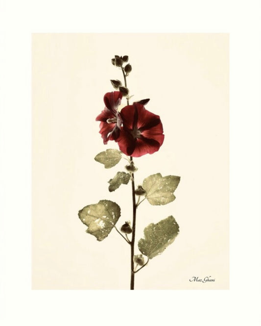 Alcea Botanical Photo Art Print