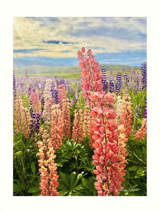 Lupines Botanical Photo Art Print