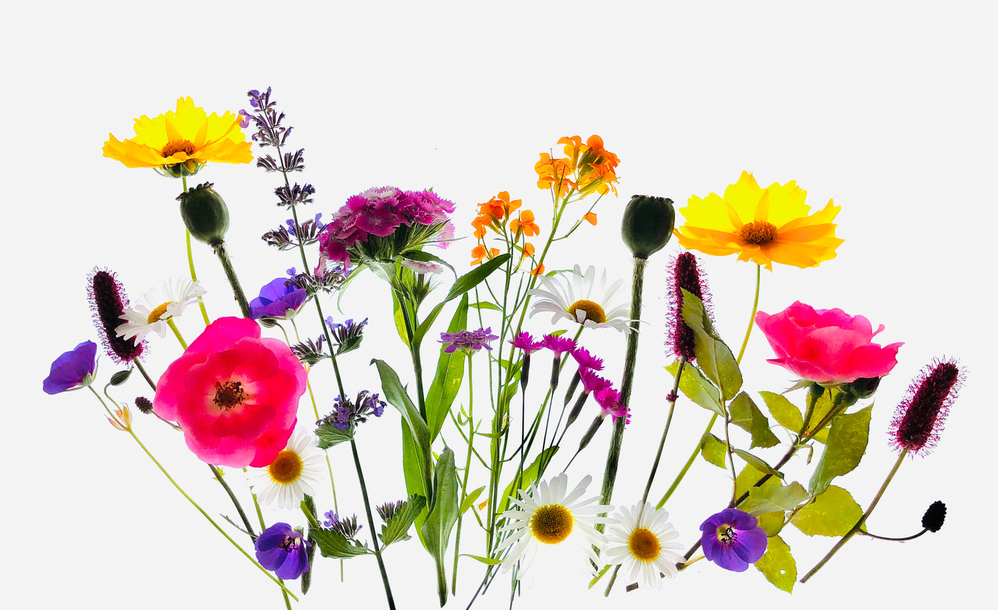 Wild in the Woods Botanical Acrylic Photo Art Print