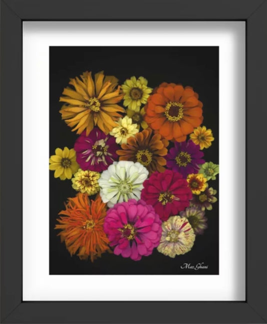 Zinnia Recessed Framed Botanical Art Print