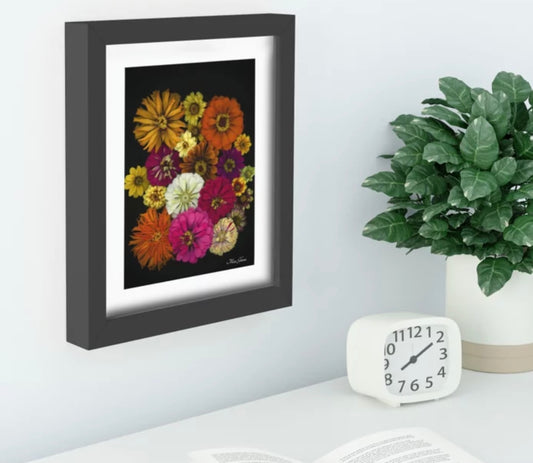 Zinnia Recessed Framed Botanical Art Print