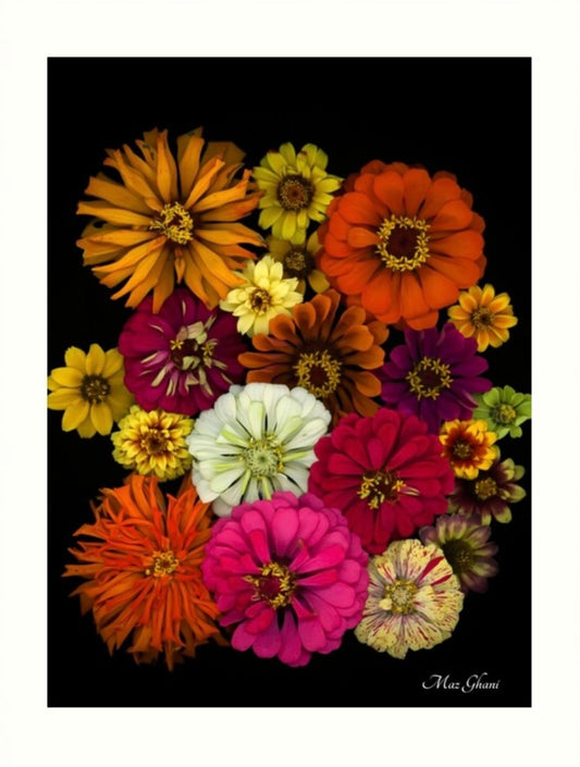 Zinnia Botanical Photo Art Print