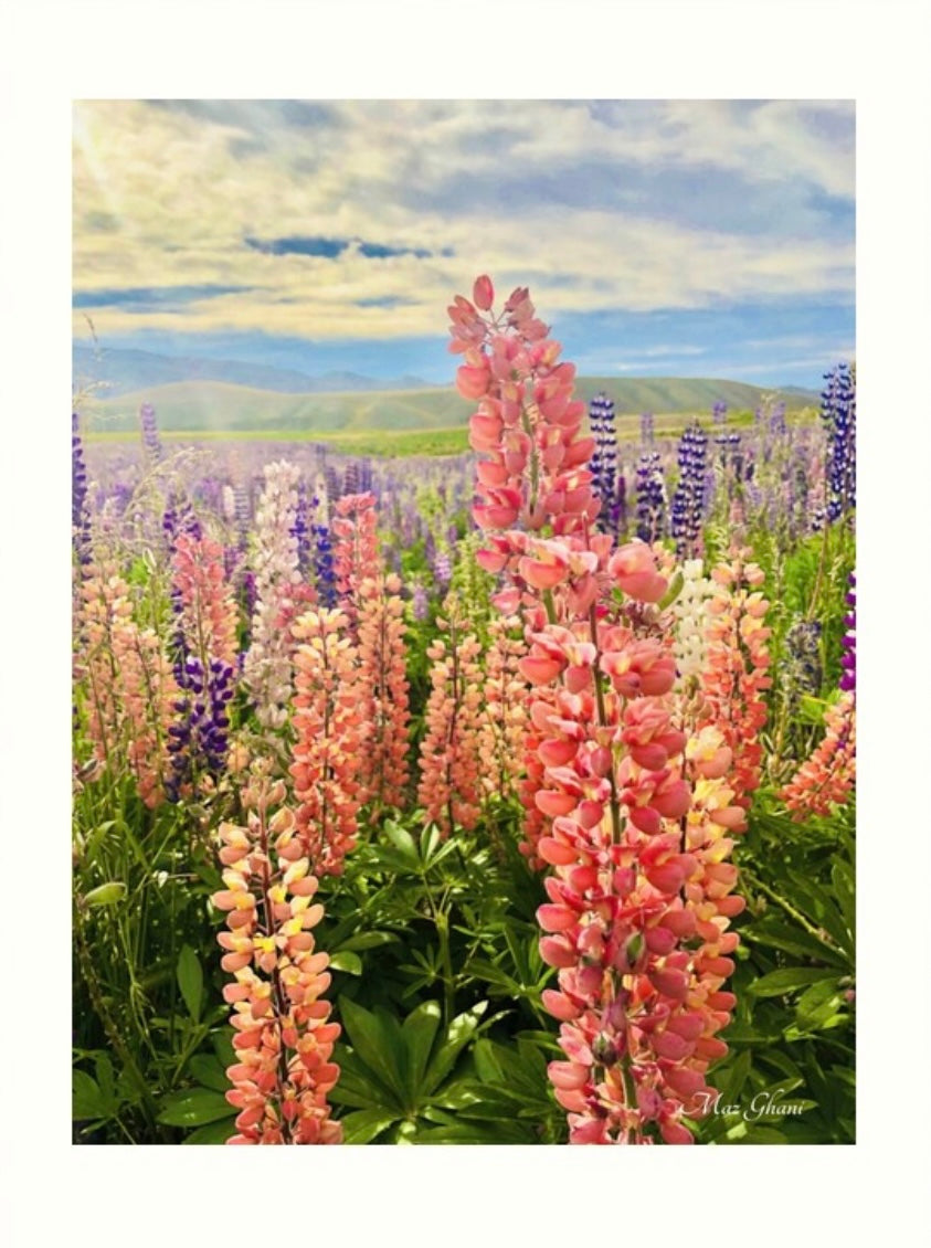 Lupines Botanical Photo Art Print