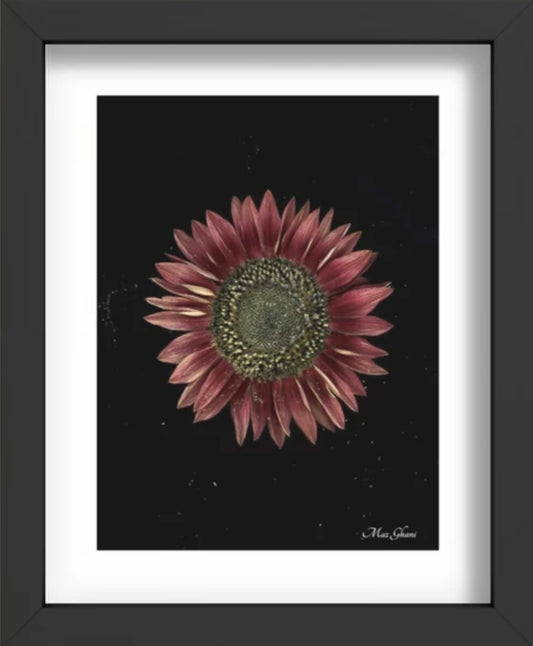 Helianthus Recessed Framed Botanical Art Print