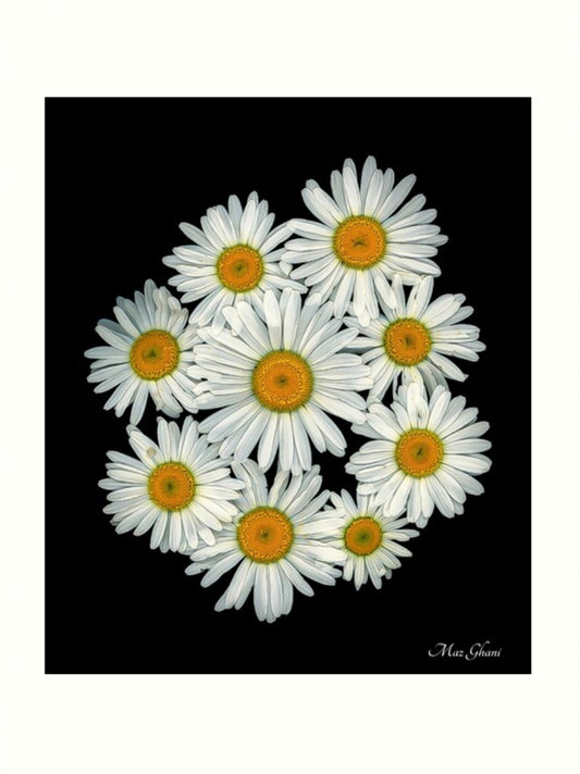 Sunny Days Botanical Photo Art Print