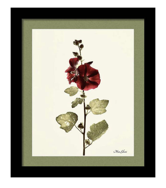 Alcea Framed Botanical Photo Art Print