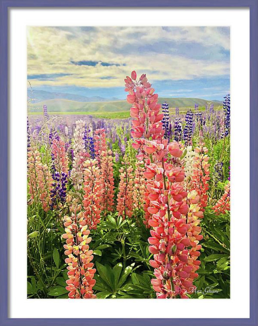 Lupines Framed Botanical Photo Art Print