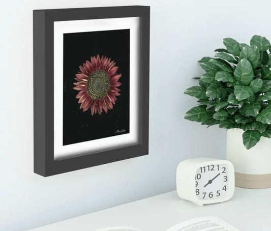 Helianthus Recessed Framed Botanical Art Print