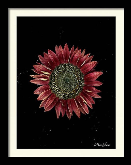 Helianthus Framed Botanical Photo Art Print