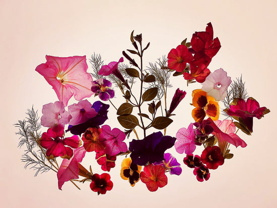 Floralis wildflower botanical photo art print by Maz Ghani