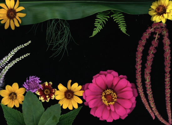 Botanical photo art prints by Maz Ghani