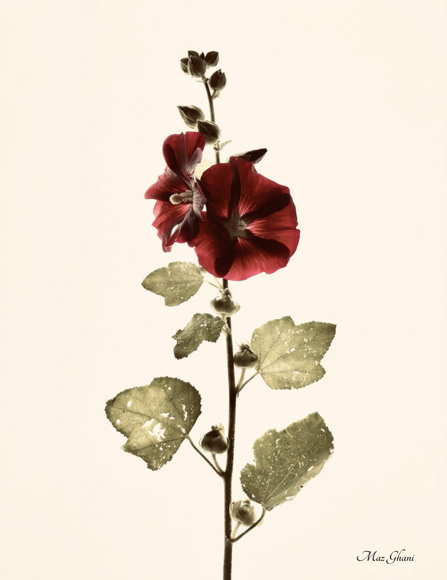 Alcea Botanical Photo Art Print