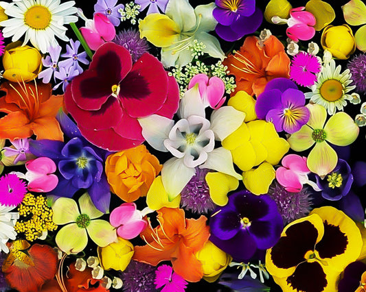 diversity, wildflowers, pride, rainbow, pansies, flowers, botanical, cork coasters, coasters, colorful, flower art