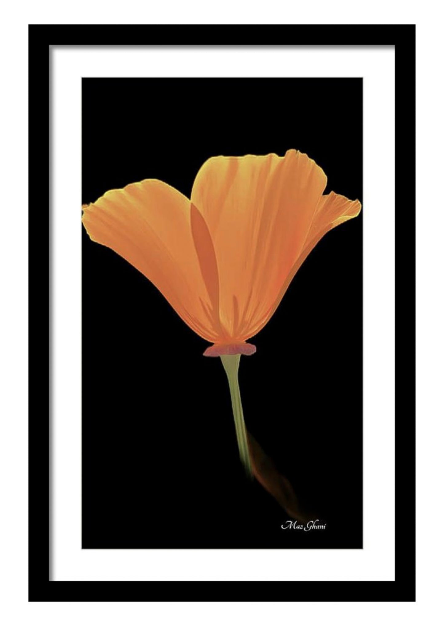 poppy, orange, poppy, california poppy, art print, colorful art, flower photo, floral art, botanical art, maz ghani, framed print