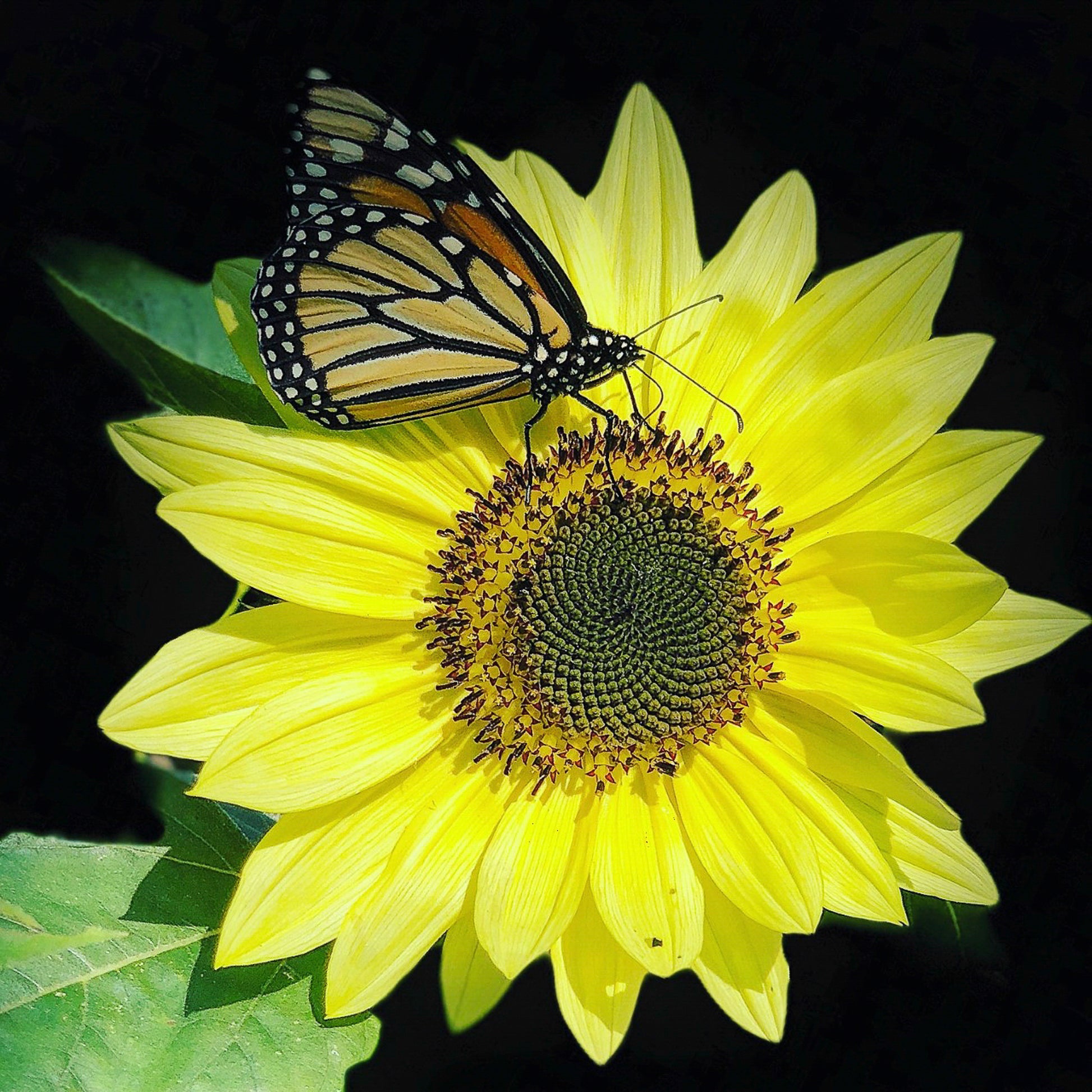 monarch butterfly, sunflower, cork coaster