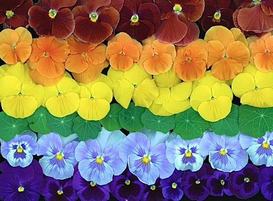 pride, rainbow, pansies, flowers, botanical, cork coasters, coasters, colorful, flower art