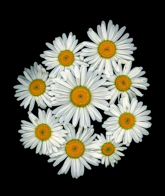 daisy, daisies, white flower, cork coasters, coasters, set of 4, sunny days