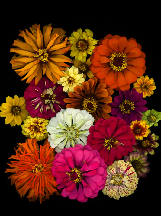zinnias, colorful flowers, botanical art, flower coasters, cork coasters, zinnia flowers, floral art