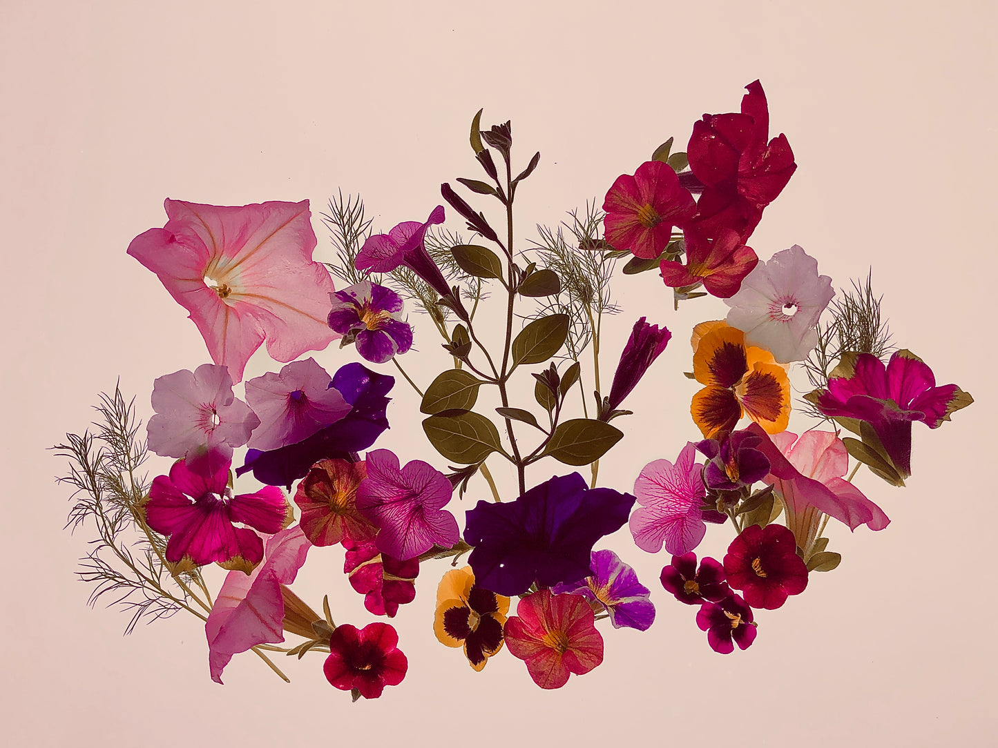 Floralis Framed Botanical Photo Art Print