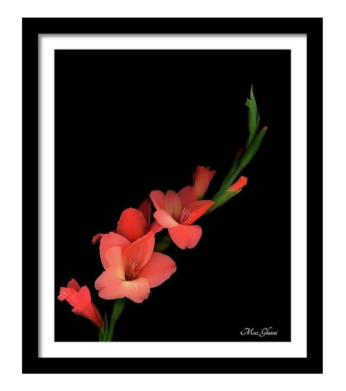 Scarlet Framed Botanical Photo Art Print
