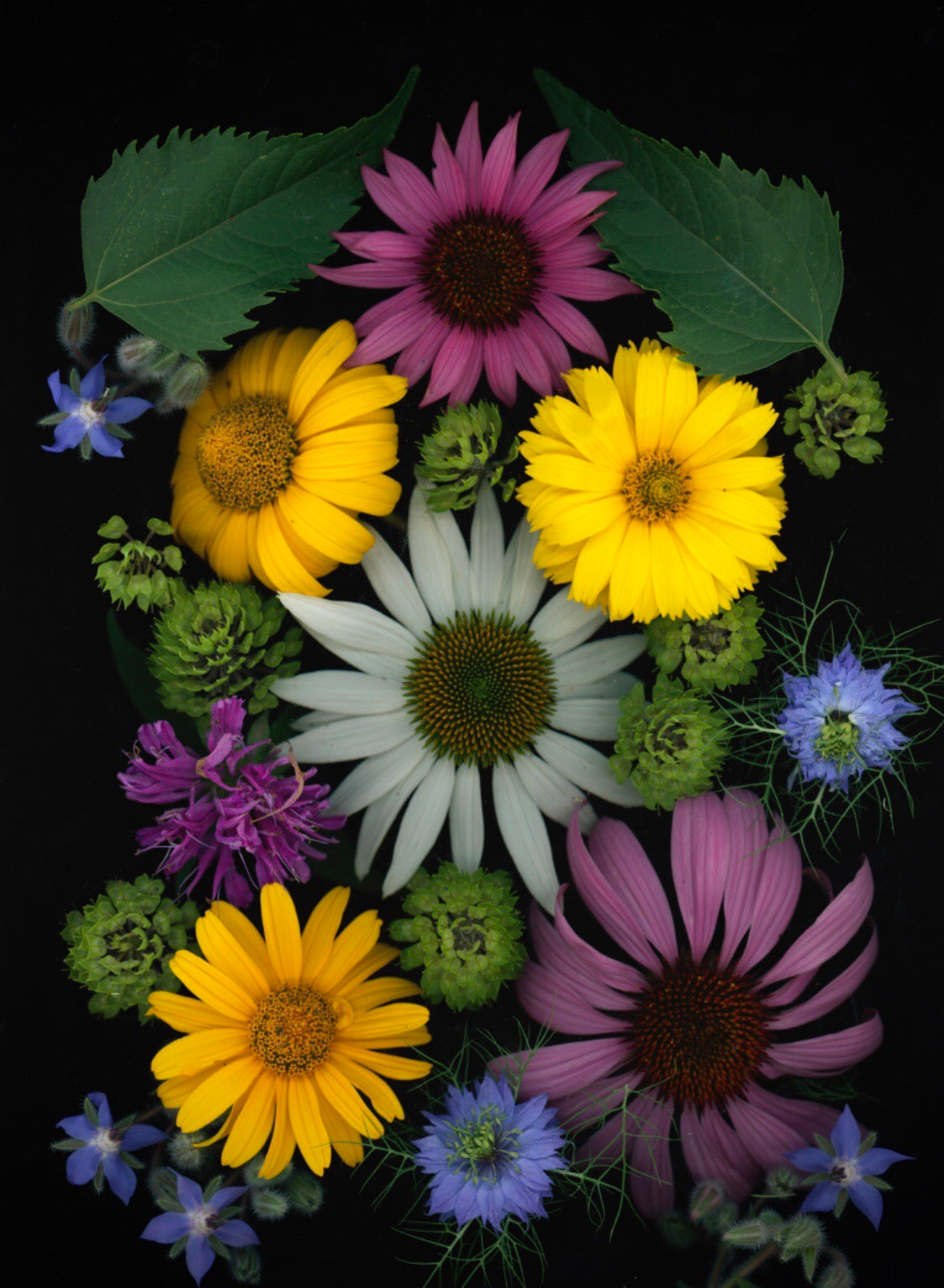 Midsummer Framed Botanical Photo Art Print