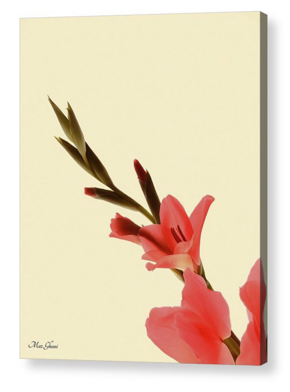 Gladius Botanical Acrylic Photo Art Print