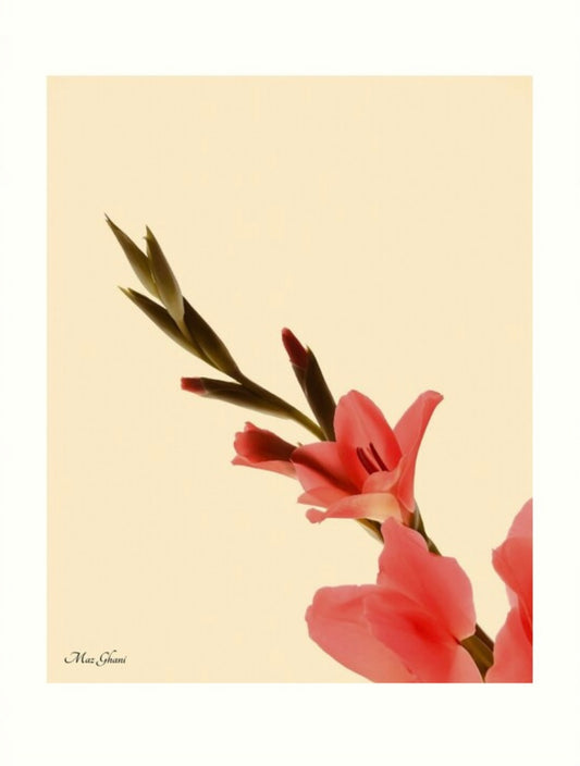 Gladius Botanical Photo Art Print