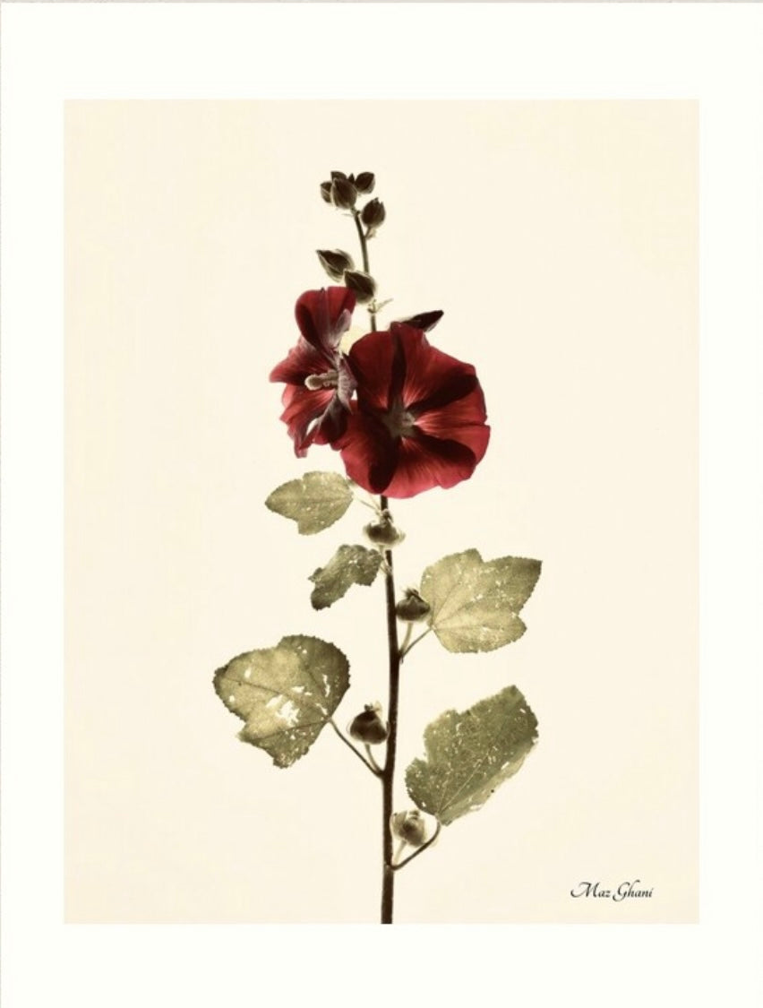 Alcea Botanical Photo Art Print