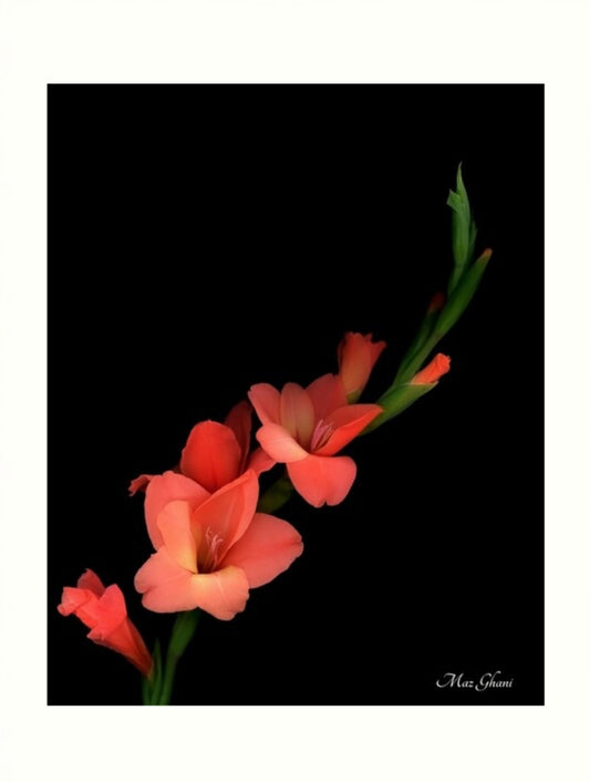 Scarlet Botanical Photo Art Print