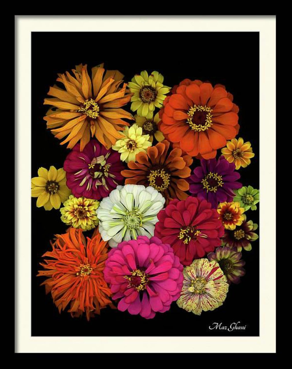 Zinnia Framed Botanical Photo Art Print