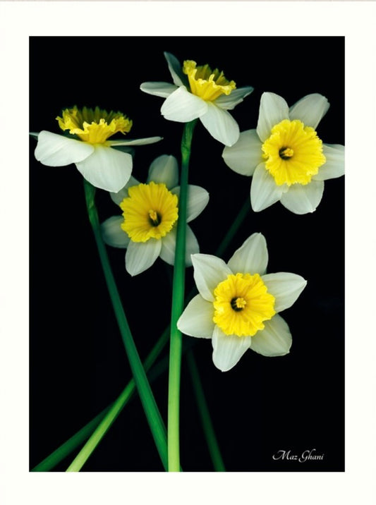 Dayana Botanical Photo Art Print